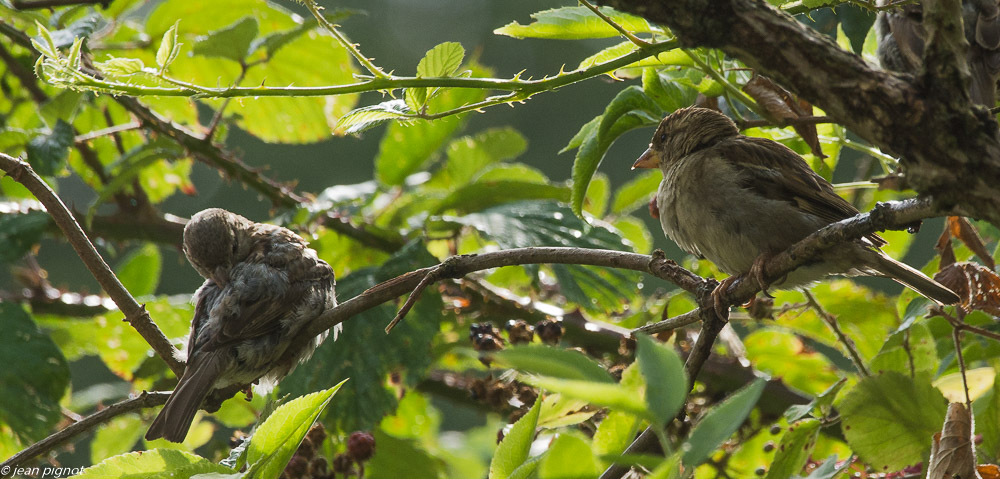 oiseaux pret de chez moi  08 2019-3.jpg