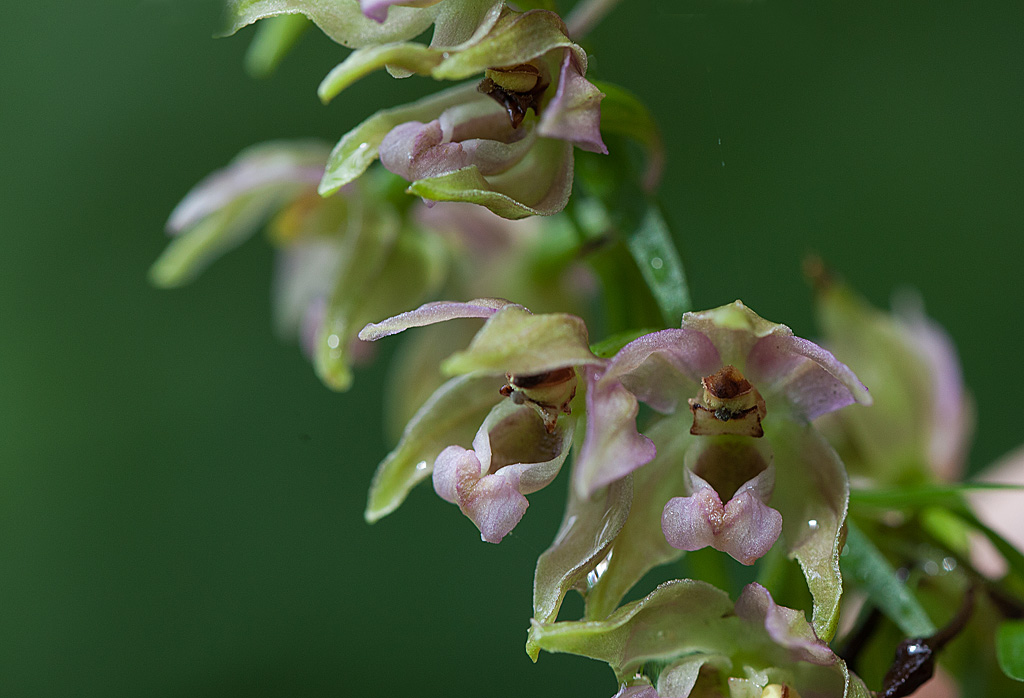 Epipactis à feuilles larges - Epipactis helleborine  Comp IN.jpg