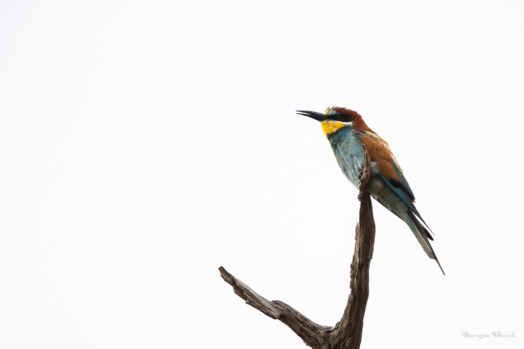 Guêpier d'Europe (Merops apiaster) European bee-eater-393.jpg