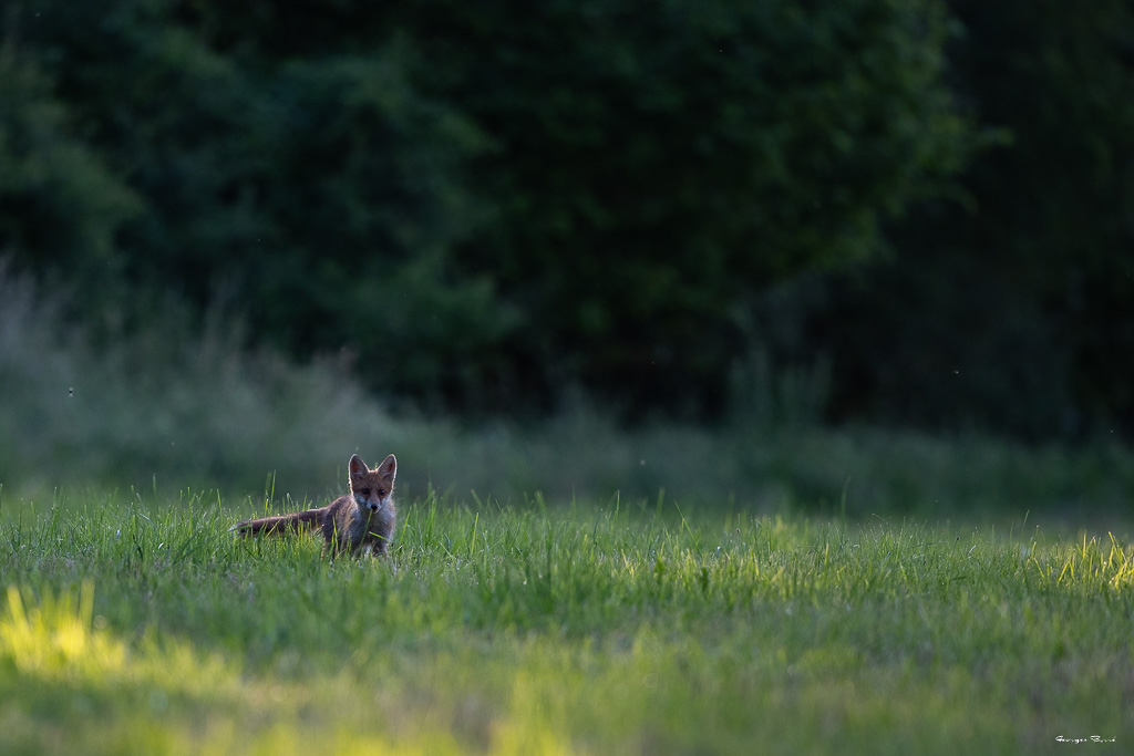 Renard Roux (Vulpes vulpes) Red fox-176.jpg