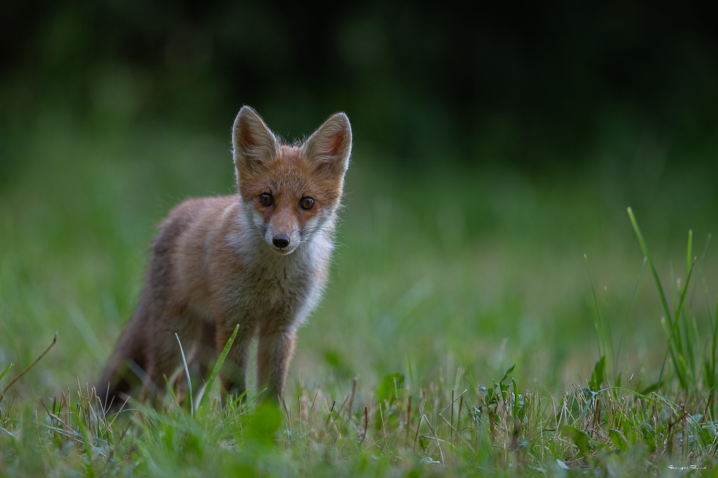 Renard Roux (Vulpes vulpes) Red fox-174.jpg