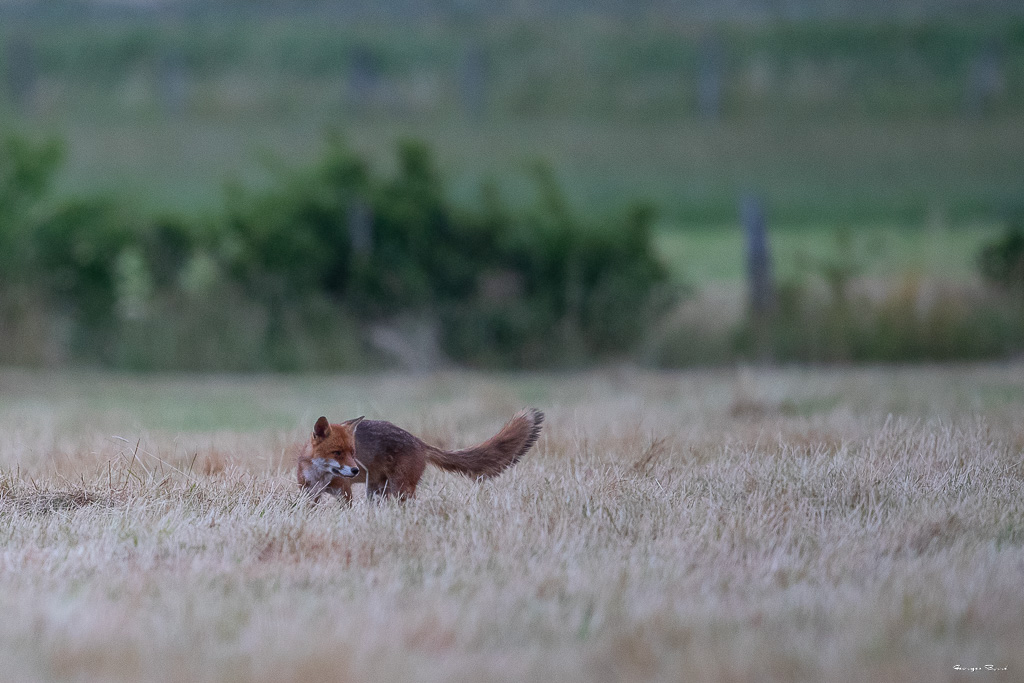Renard Roux (Vulpes vulpes) Red fox-220.jpg