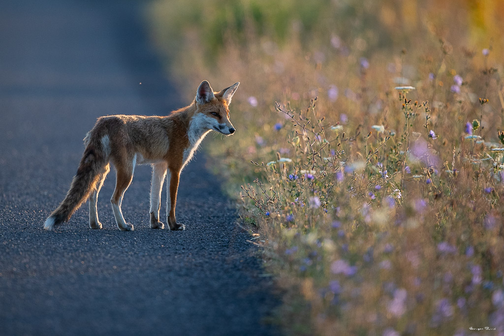 Renard Roux (Vulpes vulpes) Red fox-284.jpg