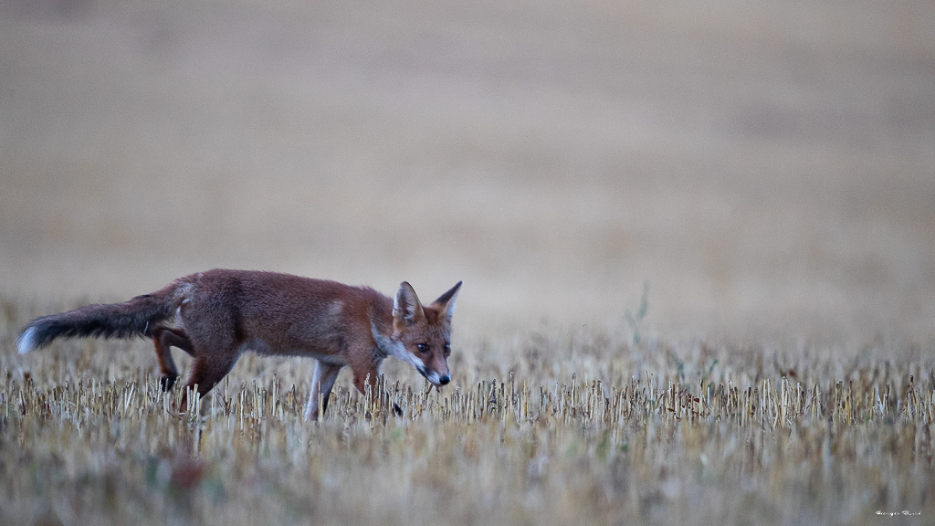 Renard Roux (Vulpes vulpes) Red fox-346.jpg
