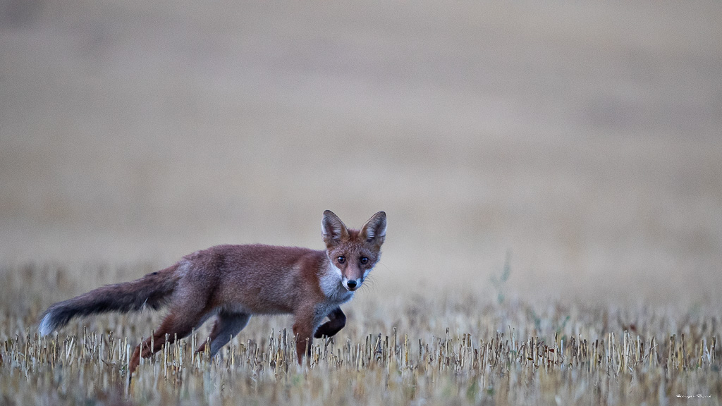 Renard Roux (Vulpes vulpes) Red fox-347.jpg