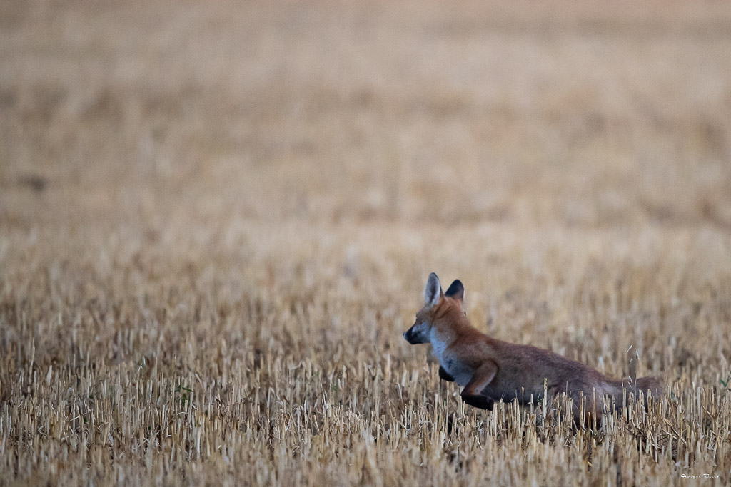 Renard Roux (Vulpes vulpes) Red fox-430.jpg