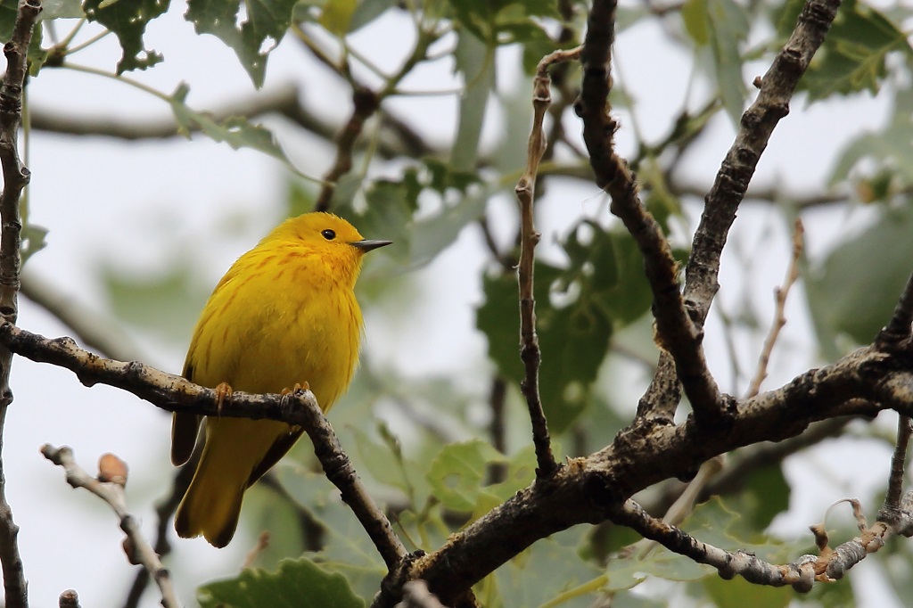 157 Paruline jaune.jpg