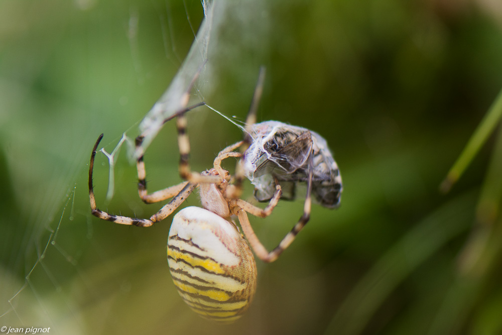 argiope frelon 08 2019-5.jpg