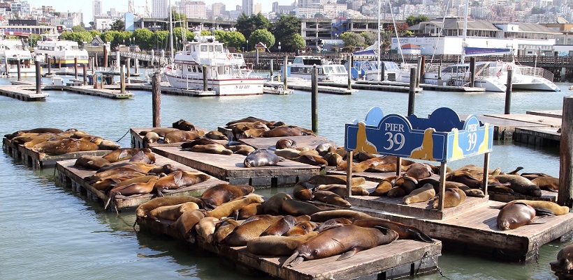 168 Lions de mer de Californie (Zalophus californianus) Pier 39.jpg