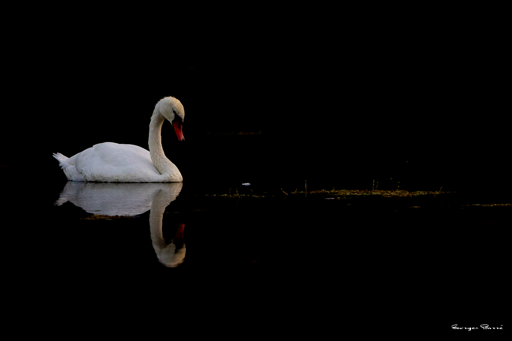 Cygne Tuberculé (Cygnus olor) Mute Swan-101.jpg