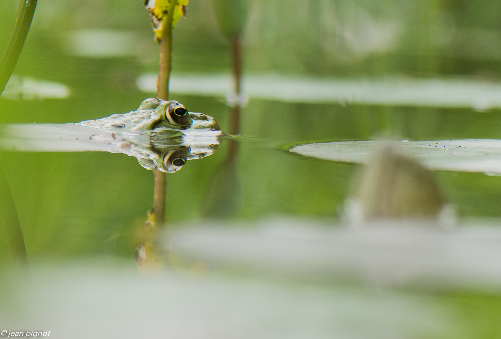 grenouille verte 08 2019.jpg