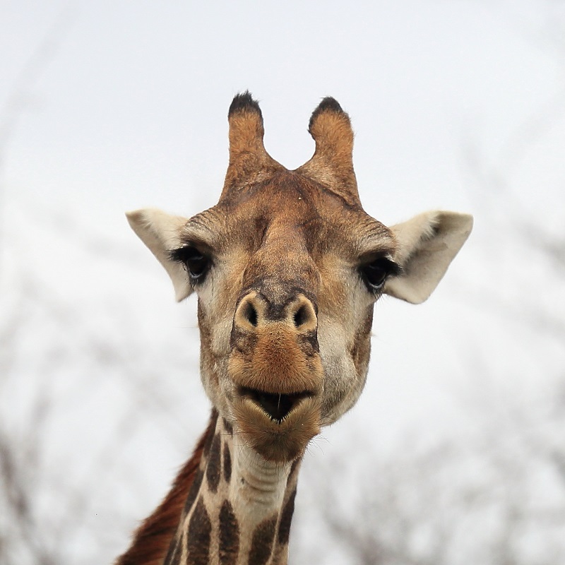 027 Girafe Fernand Raynaud.jpg