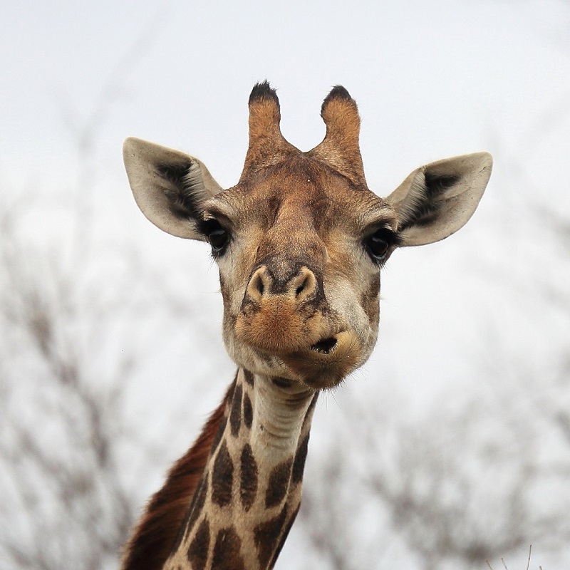 029 Girafes Fernand Raynaud.jpg
