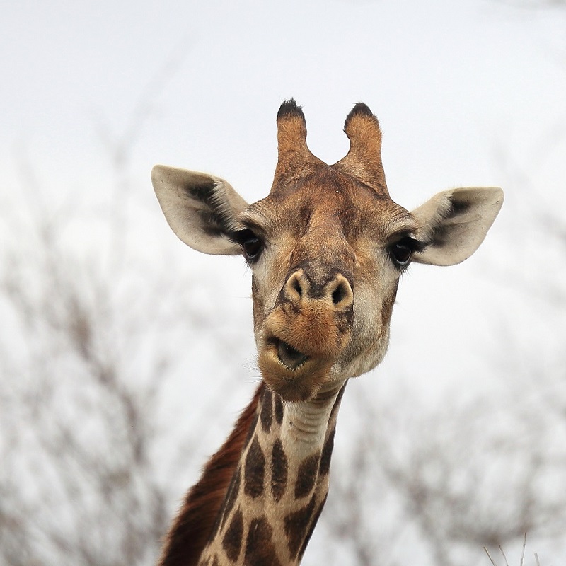 028 Girafes Fernand Raynaud.jpg