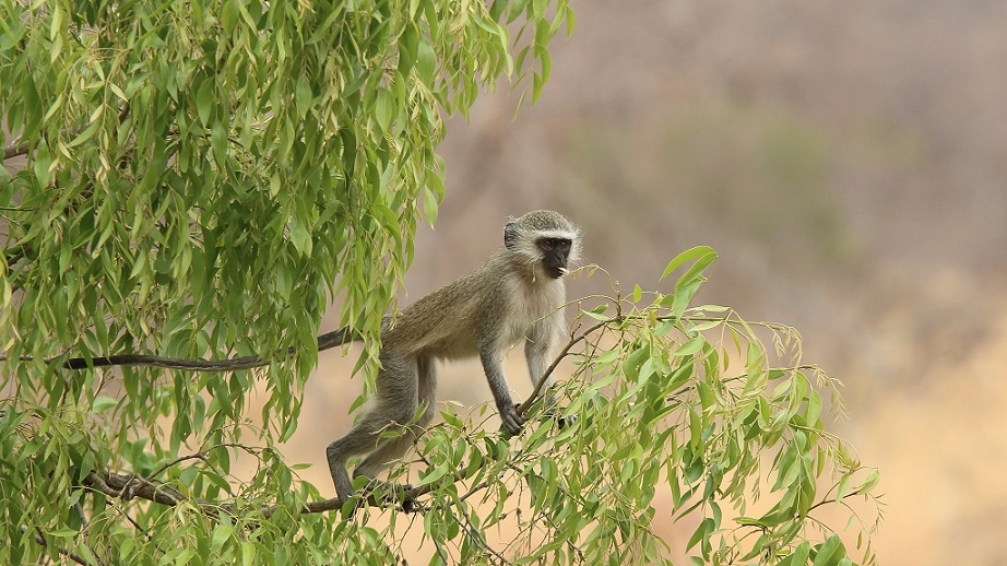 050 Singe vervet.jpg