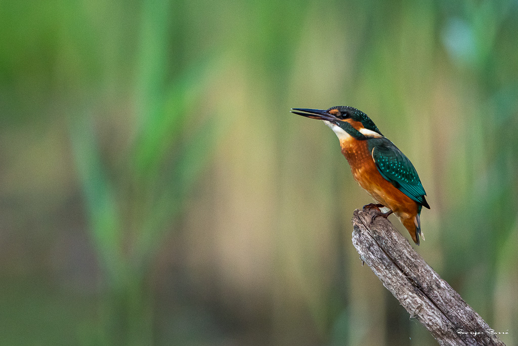 Martin Pêcheur d'Europe(Alcedo atthis) Common kingfisher-140.jpg