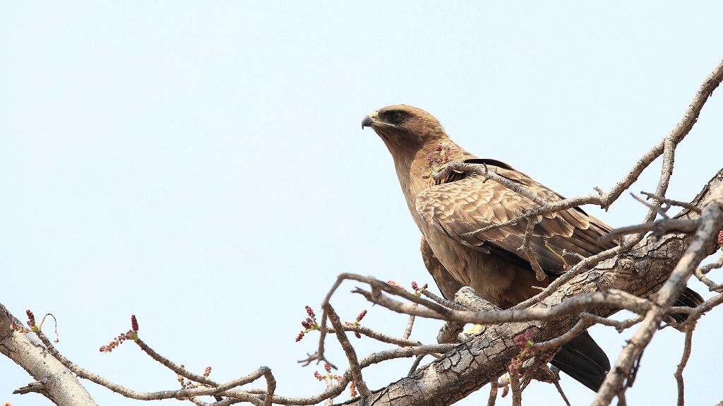 066 Aigle de Wahlberg.jpg