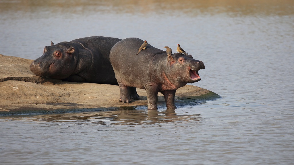 076 Hippopotame.jpg