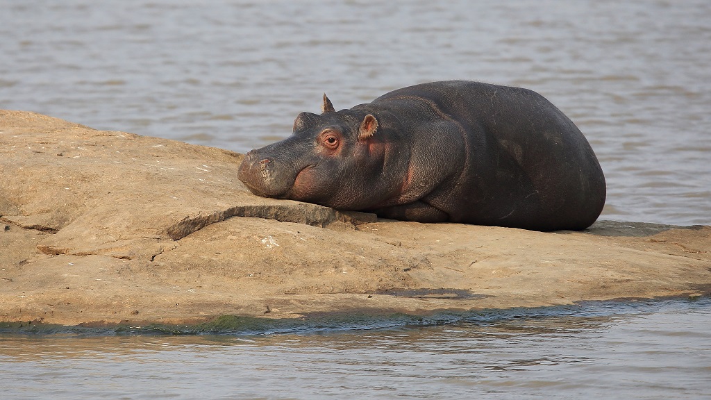 077 Hippopotame.jpg