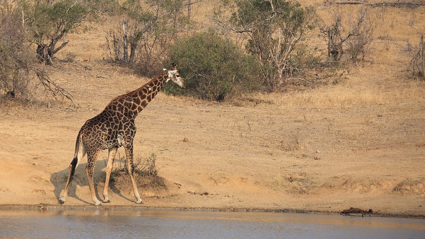 080 Girafes.jpg