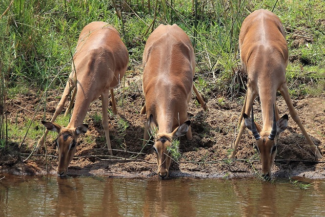 081 Impala Kruger.jpg