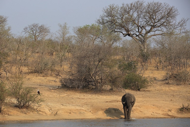 083 Elephants et Pygargue vocifer.jpg