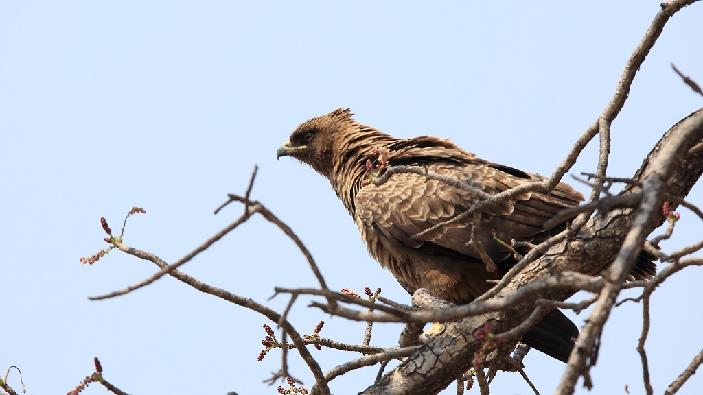 Aigle de Wahlberg Kruger 09-18.jpg