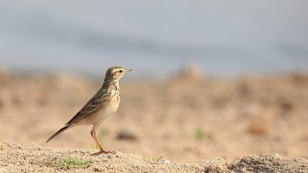 086 Pipit africain.jpg