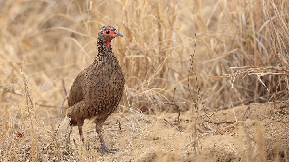 088 Francolin de Swainson.jpg