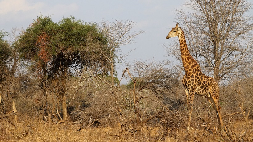 102 Girafes.jpg