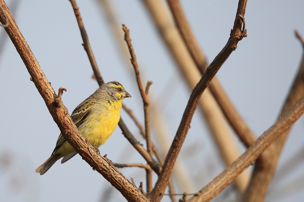 114 Serin du Mozambique.jpg