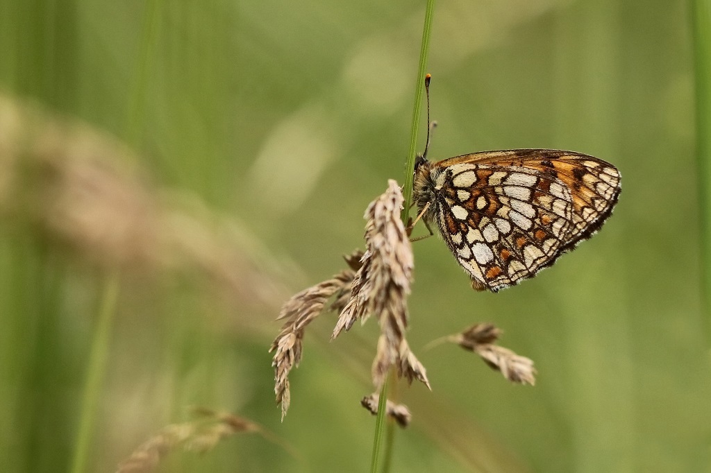 3 IMG_melitaea athalia Mélitée du mélampyre.JPG