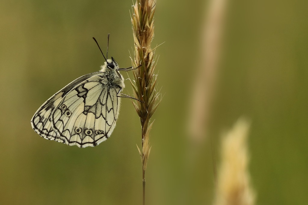 4 IMG_Melanargia galathea.JPG