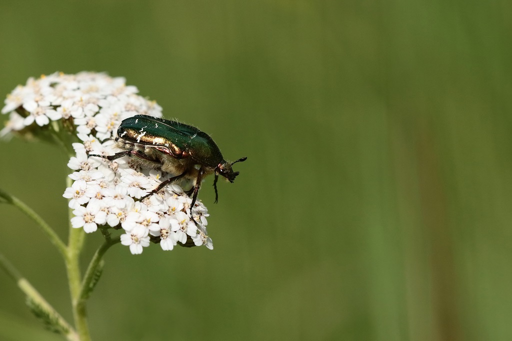 7 IMG_Cetonia aurata.JPG