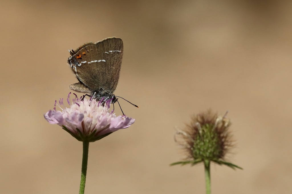 8 IMG_Satyrium spini Thècla des nerpruns.JPG