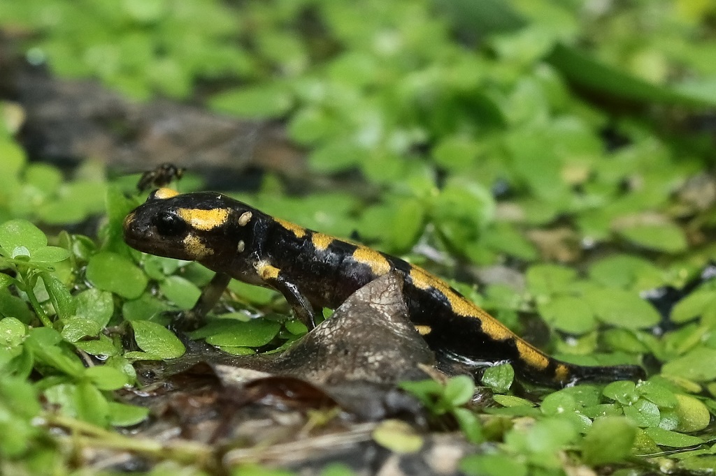 9 IMG_Salamandra salamandra.JPG