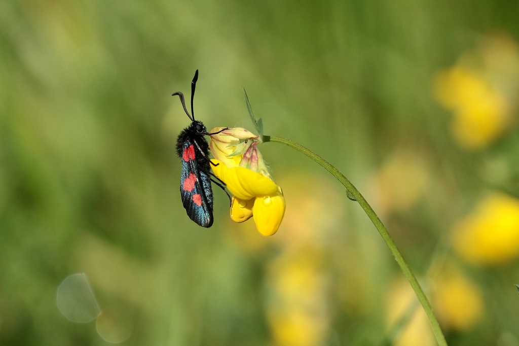 10 IMG_Zygaena trifolii Z. des prés.JPG