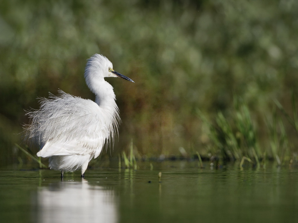 Aigrette ébouriffée.jpg