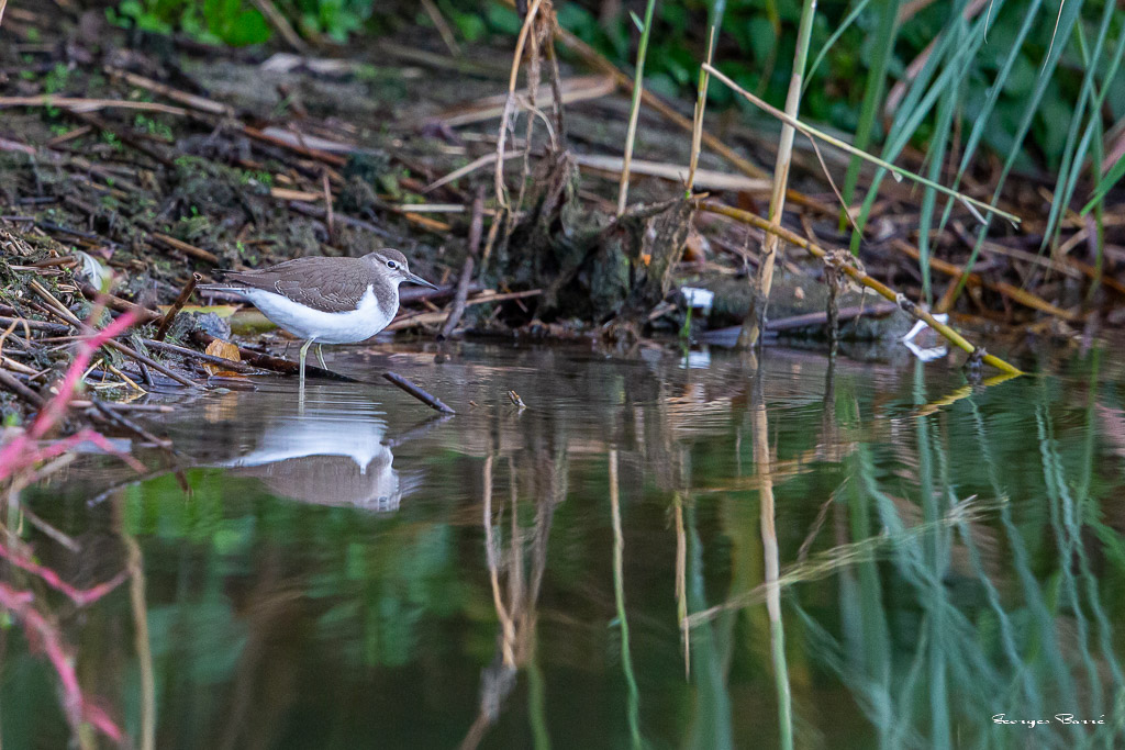 Chevalier guignette (Actitis hypoleucos) Common Sandpiper-35.jpg