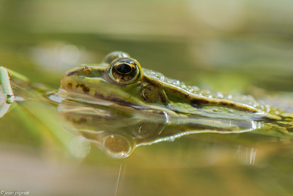 grenouille verte 09 2019-2.jpg