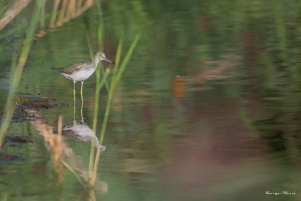 Chevalier aboyeur (Tringa nebularia) Common Greenshank-2.jpg