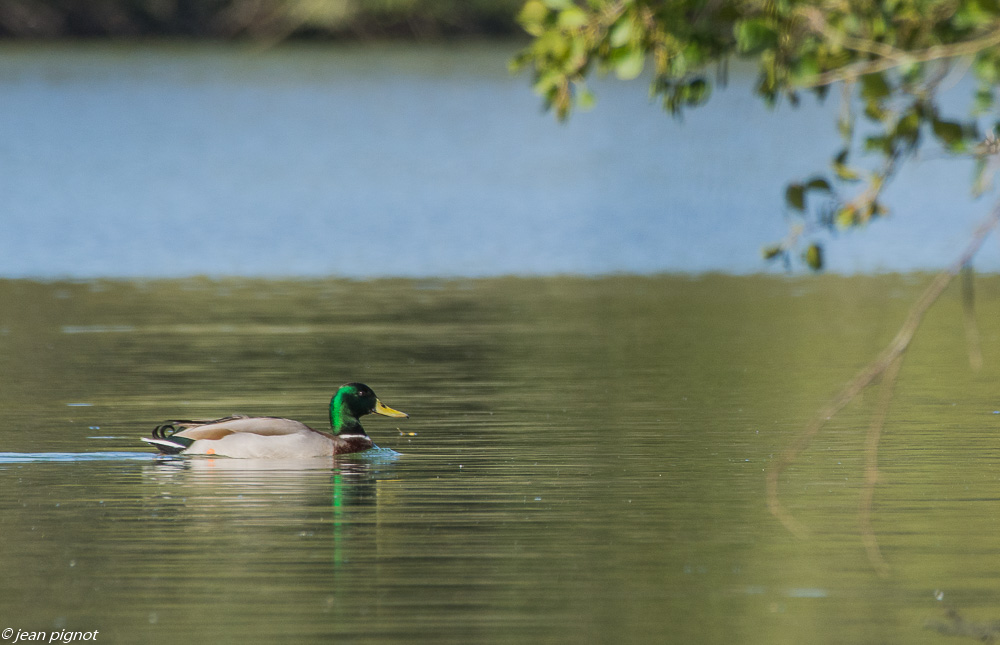 etang beinard 09 2019.jpg