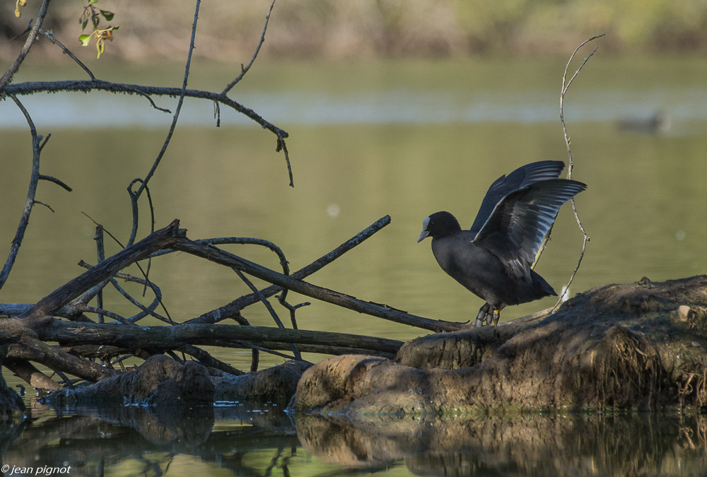 etang beinard 09 2019-3.jpg