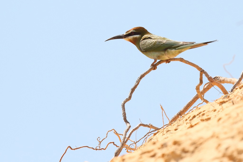 143 Guêpier de Madagascar.jpg