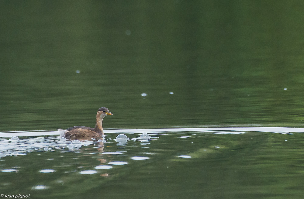 etang beisnard 09 2019-5.jpg