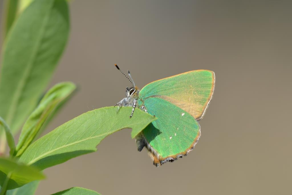 Eumaeini - Callophrys rubi - Burhaupt-Ht - 2014-04-12.JPG