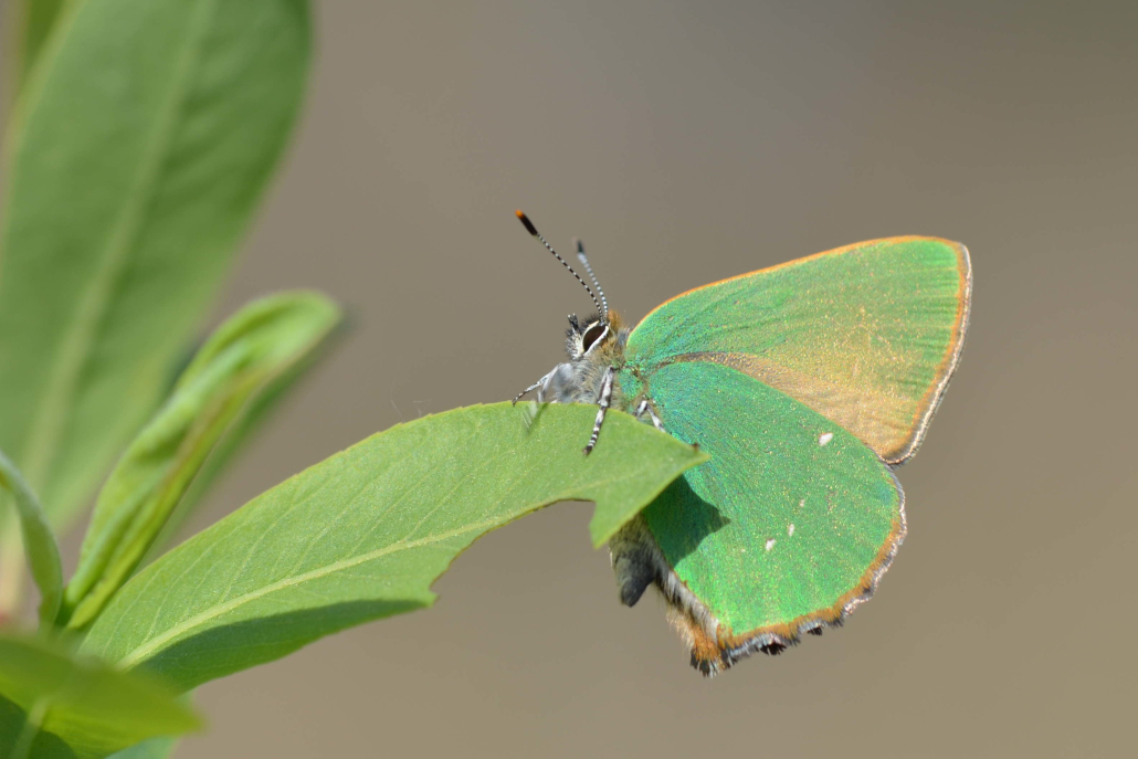 x.Lycaenidae-Theclinae-Eumaeini - Callophrys rubi - Burnhaupt-Ht - 2014-04-12-------.JPG