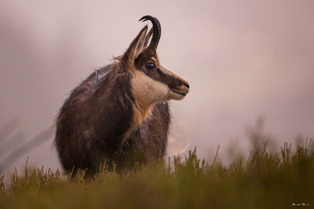 Chamois (Rupicapra rupicapra) Alpine chamois-5.jpg