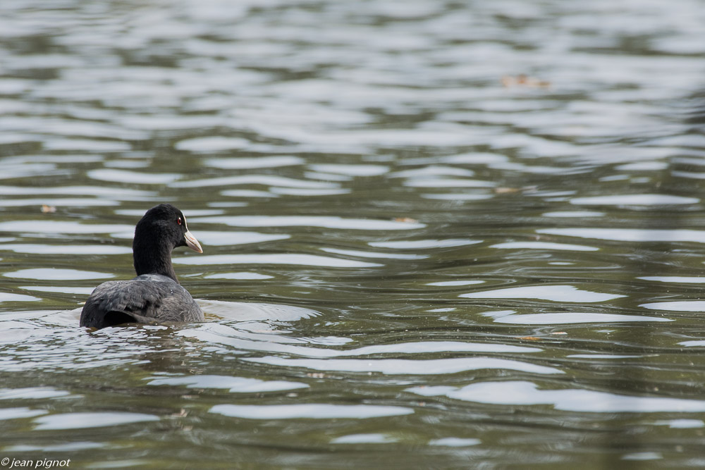 etang benard 10 2019.jpg