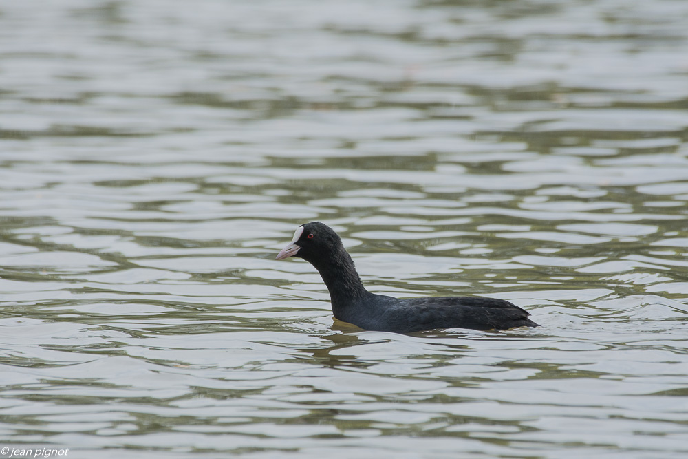 etang benard 10 2019-2.jpg